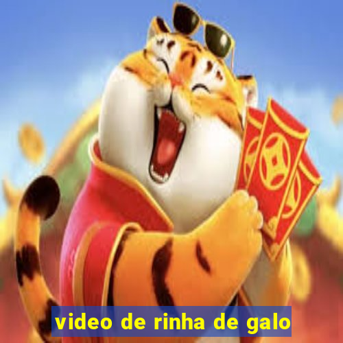 video de rinha de galo